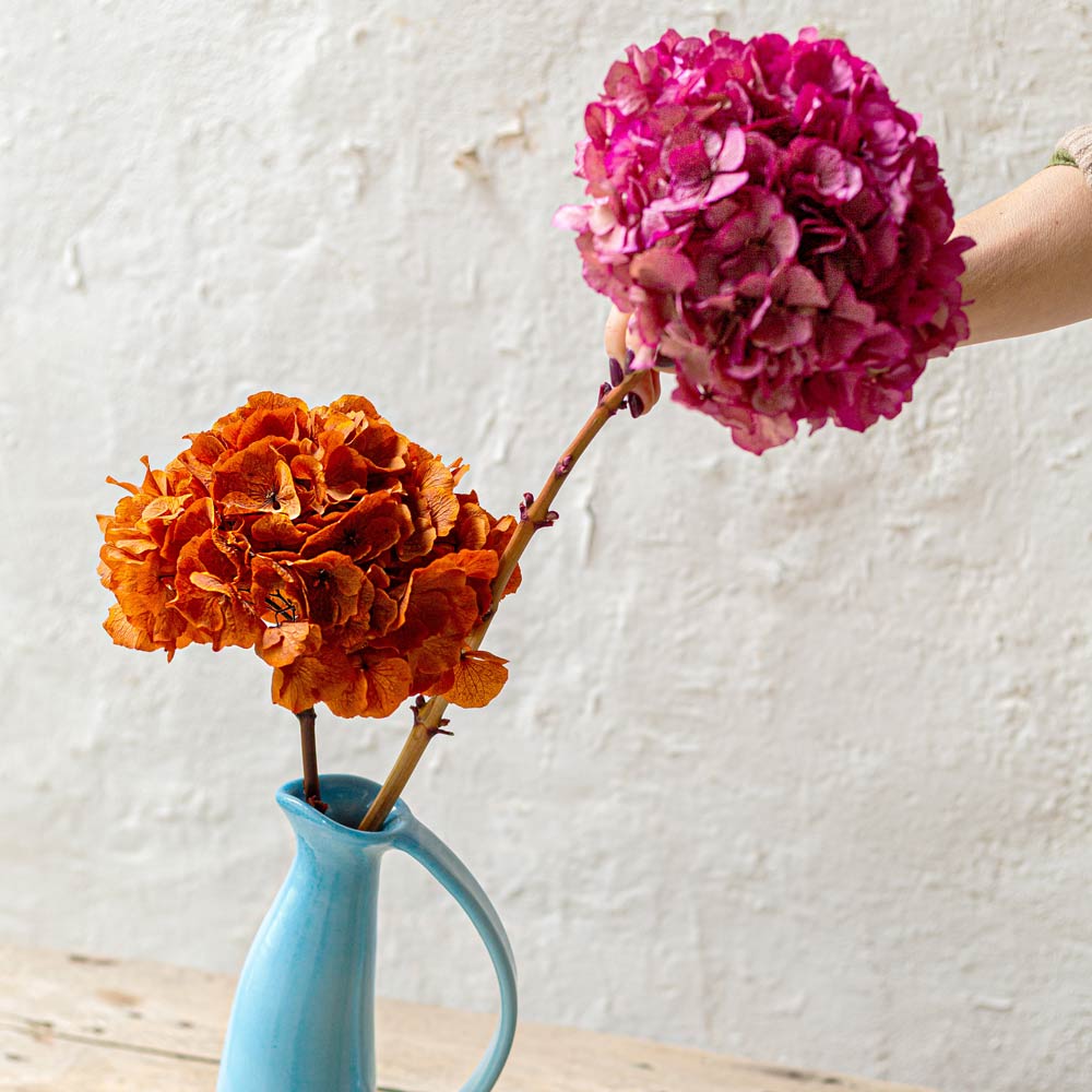 preserved.hydrangea-piervino-pot-orange-magenta